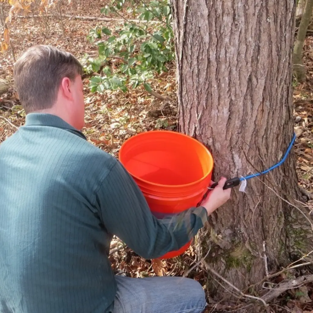Attaching a bucket to a tapped maple tree.