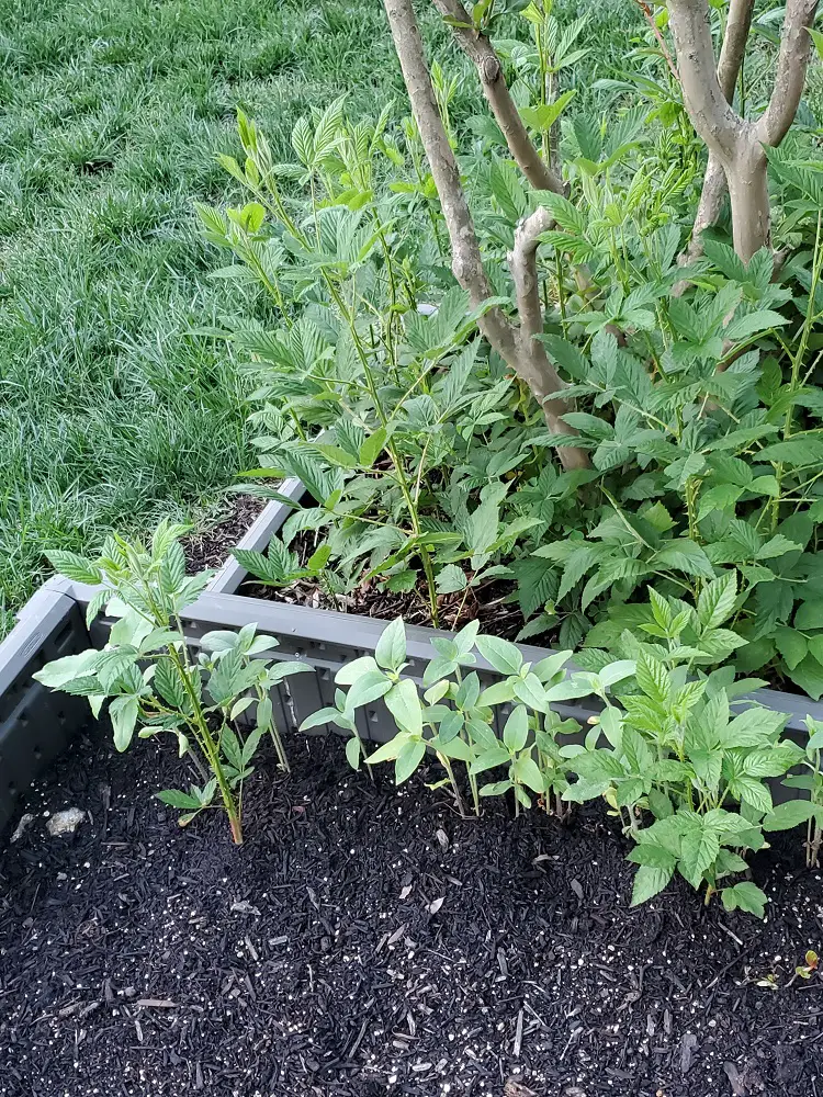 Blacberries growing in a rraised garden bed.