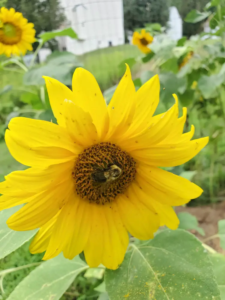 Photo of bumblebee on Sunflower in suburban garden.