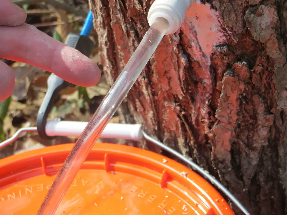 Sap Flowing out of a Maple Tree