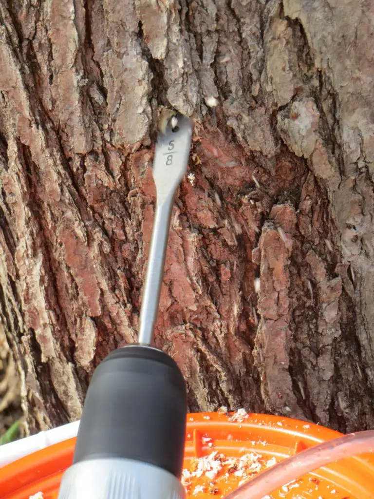 Drilling a hole to tape the maple tree.