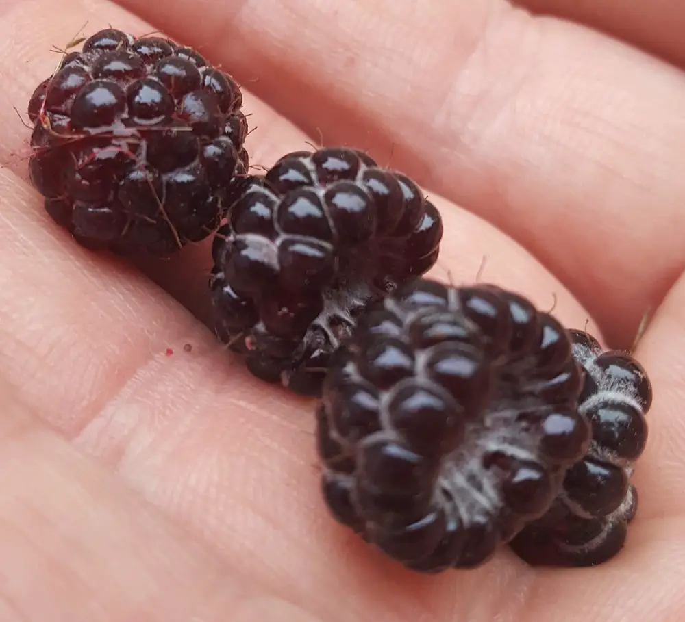 Black Raspberries in hand.