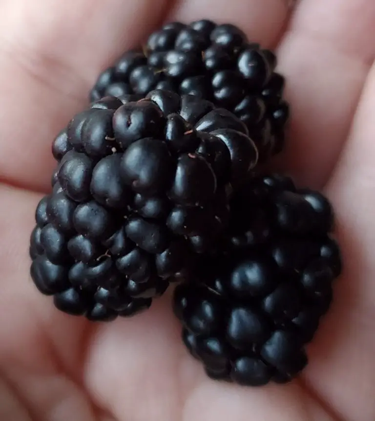 Are Blackberries and Black Raspberries the Same? The Grow Monster