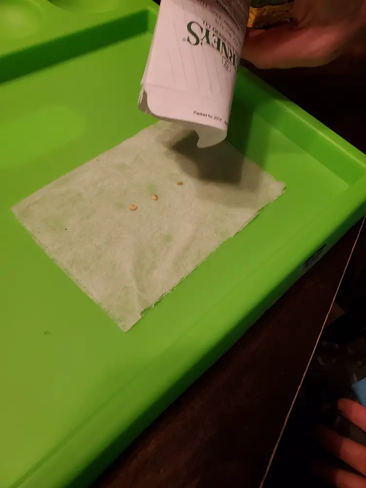 Spreading seeds on wet paper towel.