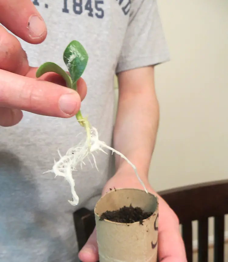 Showing roots of germinated seed.