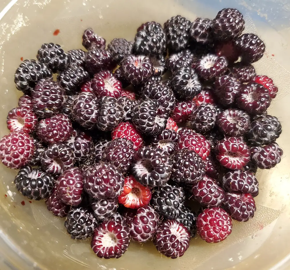 Bowl of Black Raspberries