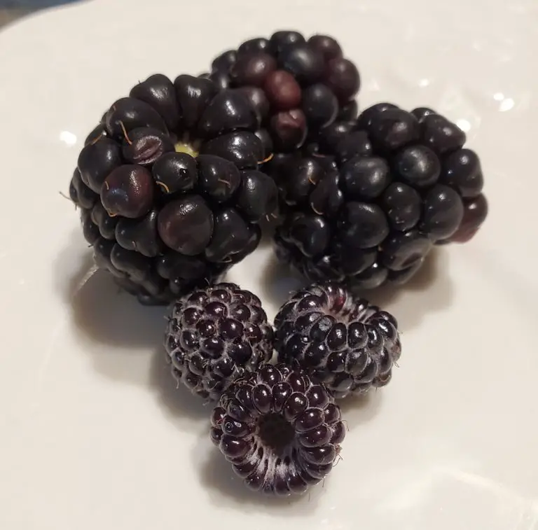 Are Blackberries and Black Raspberries the Same? The Grow Monster