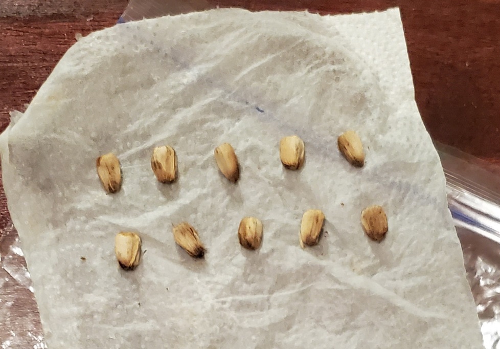 Photo of Sunflowers seeds on wet paper towel to start Sunflowers indoors.