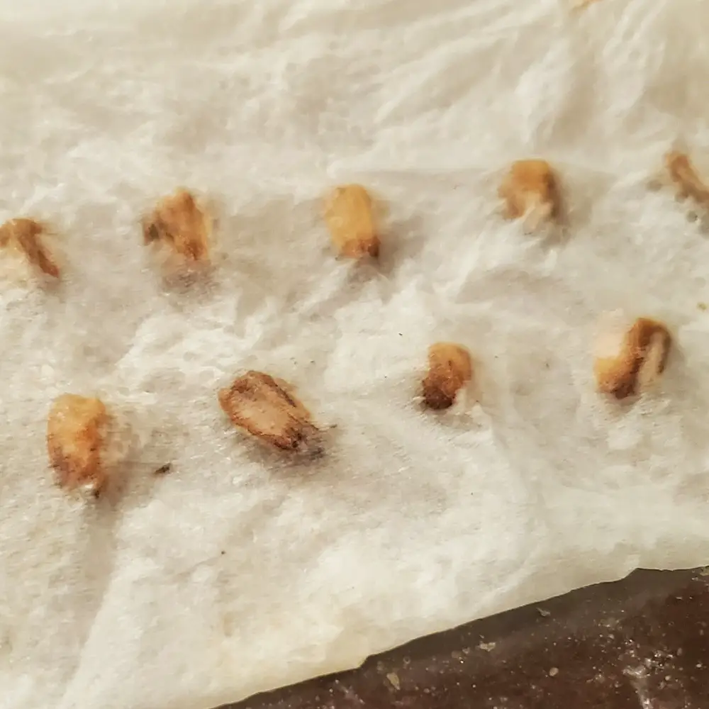 Sunflower seeds rolled in wet paper towel.