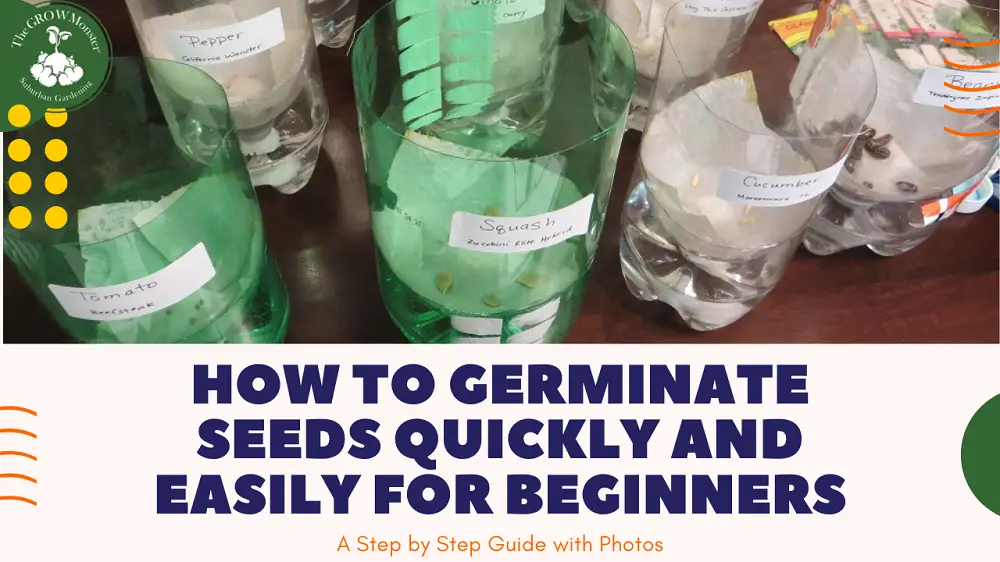 Seeds germinating in plastic bottles.