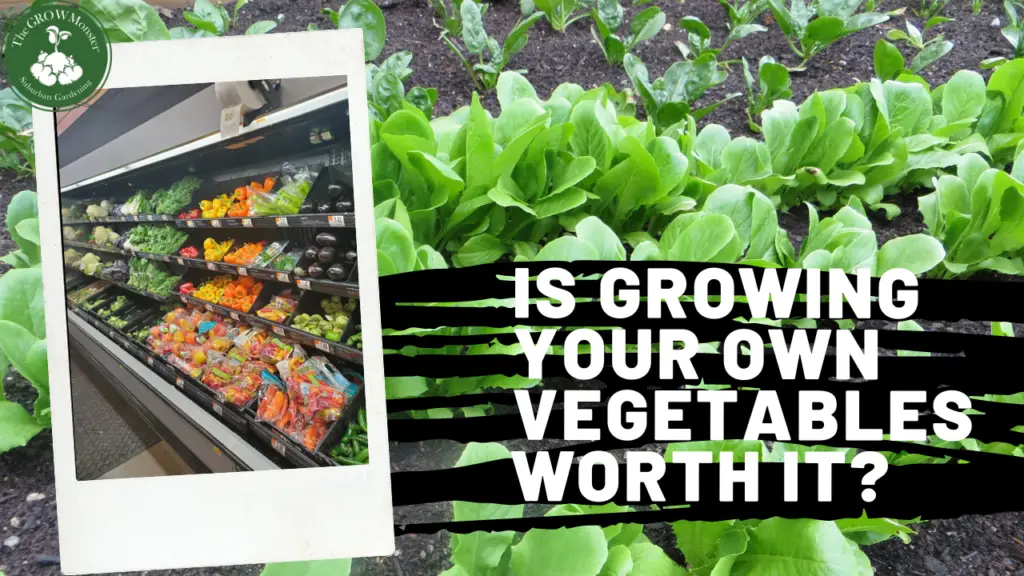 Is Growing Your Own Vegetables Worth It?
