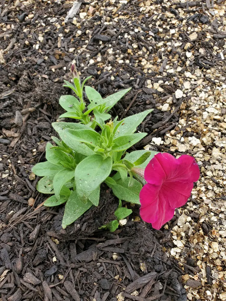 Flower growing well in vermiculite and compost mix.