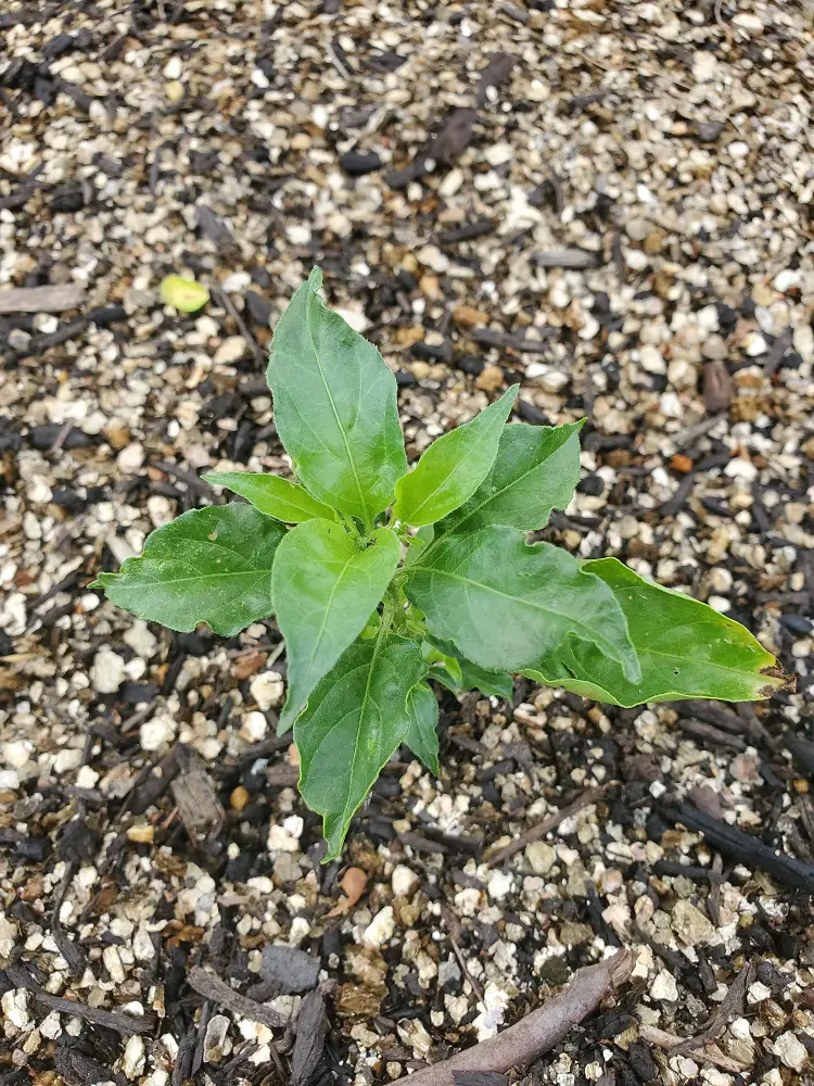 Zinna Growing in Compost and Vermiculite.