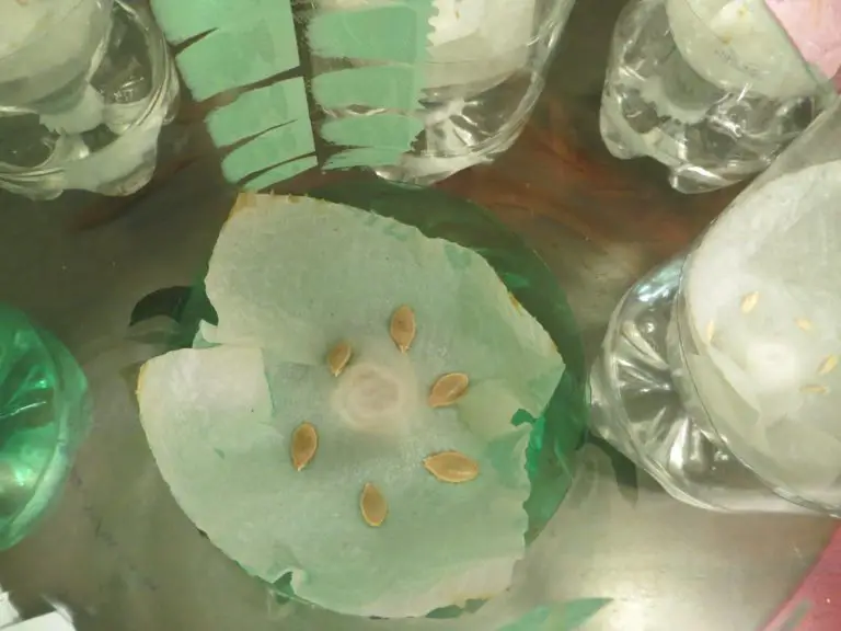 How to Germinate Seeds Quickly and Easily for Beginners The Grow Monster