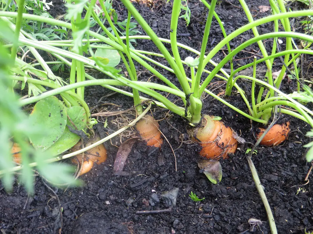 Carrots Sprouting
