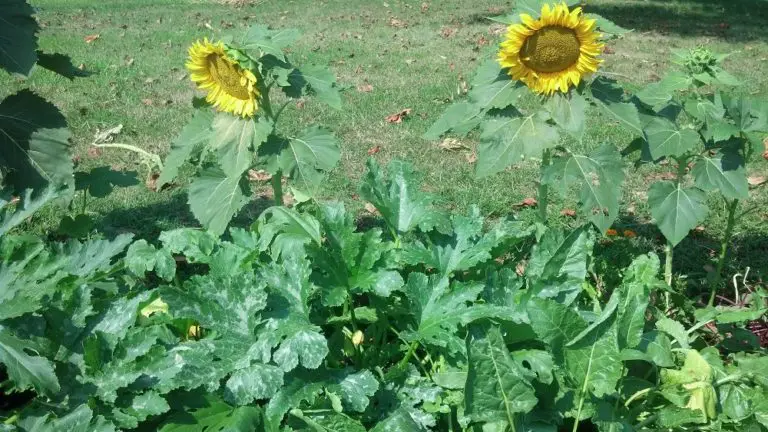 Sunflower garden border.