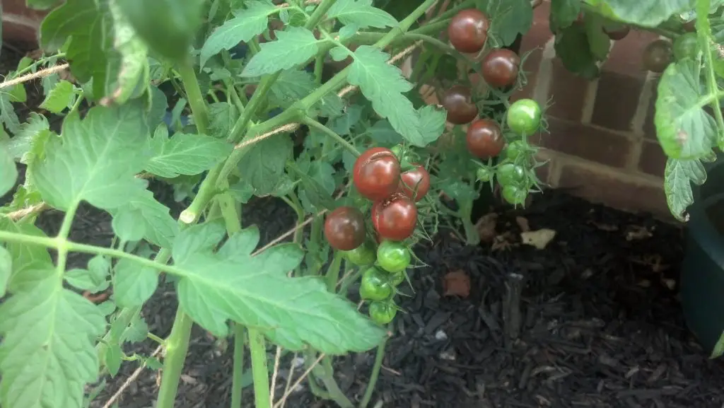 Chocolate Cherry Tomato Plants