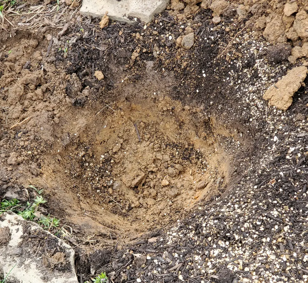 Dig a larger hole to plant the sunflower.