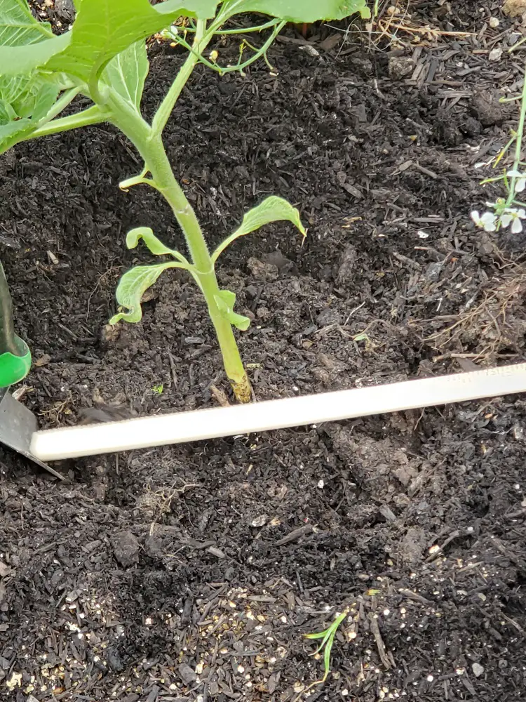 Use a ruler to measure around Sunflower.