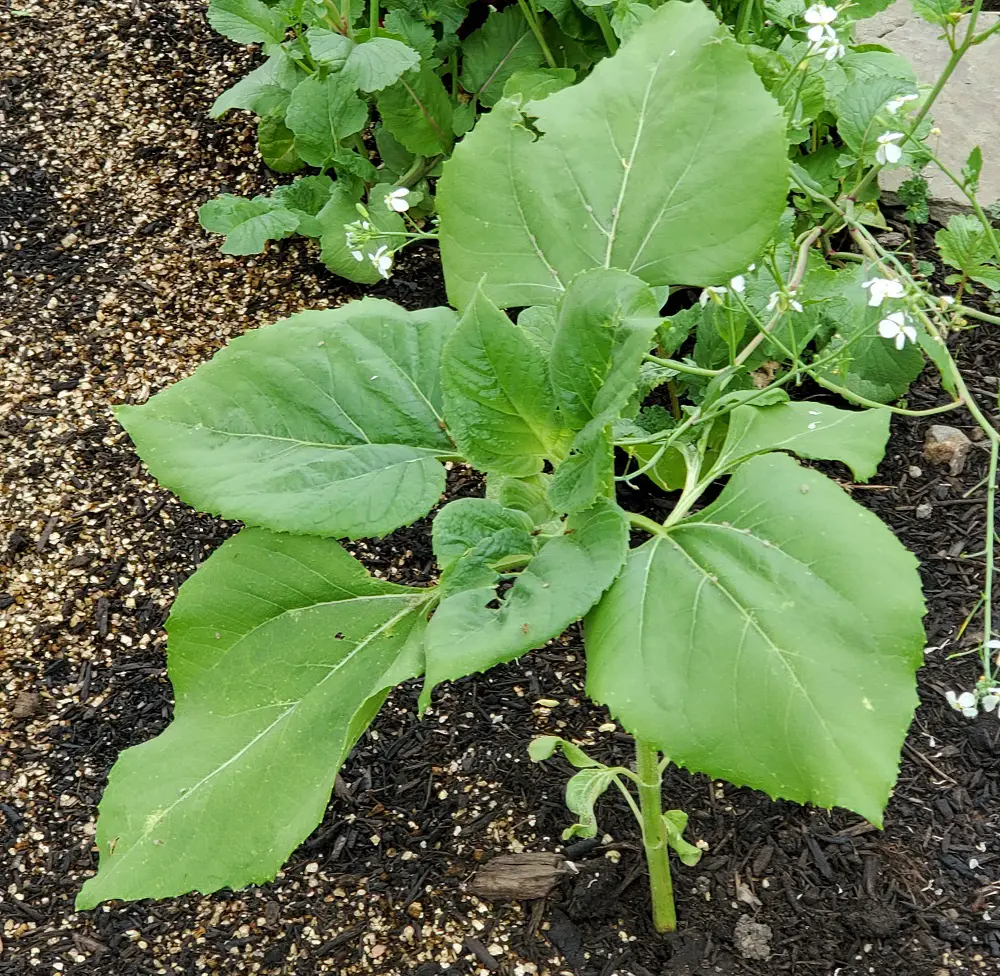Sunflower started to grow.
