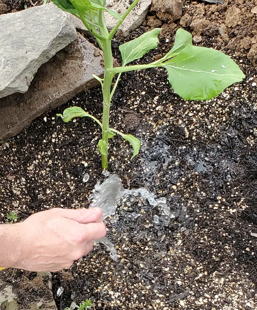 Watering a transplanted sunflower.
