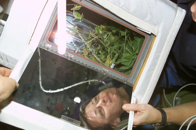 Soybean plants growing on the International Space Station.