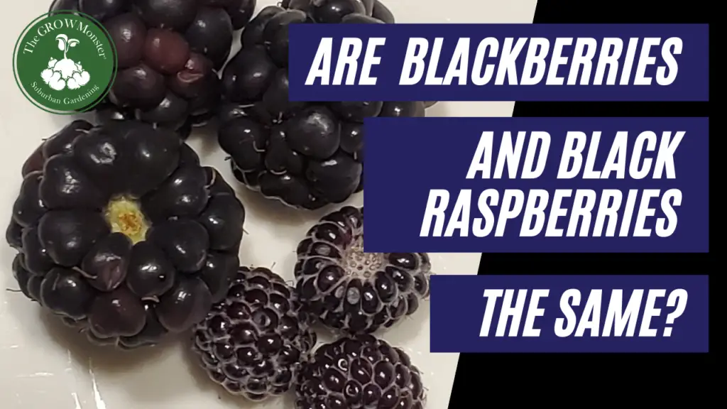 Blackberries and Black Raspberries on a plate