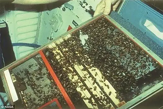 The Bee Enclosure Module used to take bees to space.