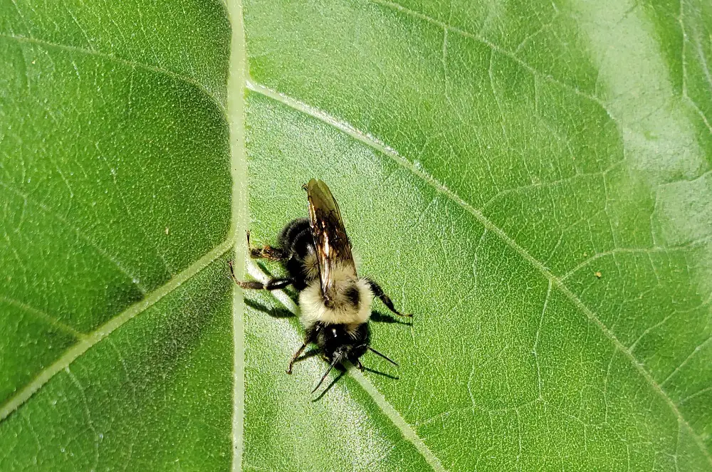 Bumblebee resting on a sunflower leaf.