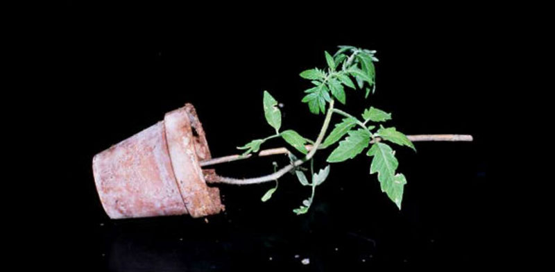 Gravitropism in tomato plant.