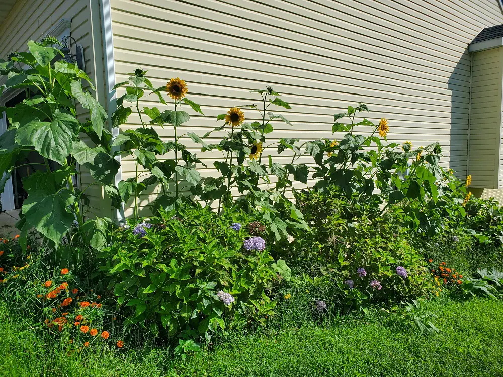 Sunflowers, Hydrangea, and Marigolds in a pollinator garden.