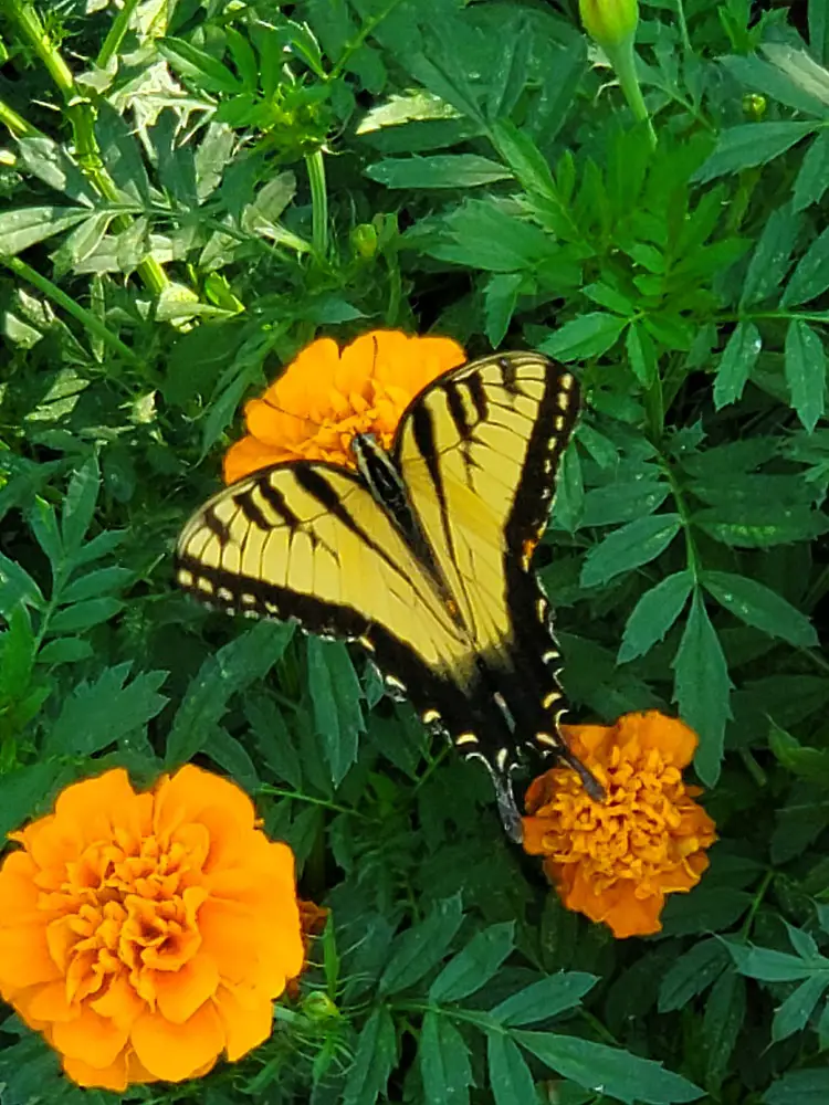 Swallowtail on Marigold