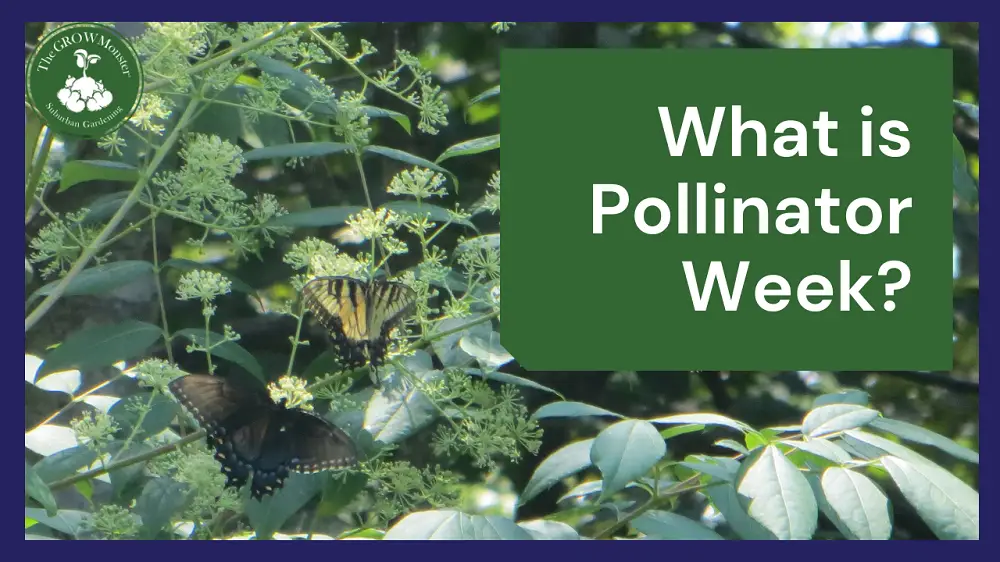 What is Pollinator Week