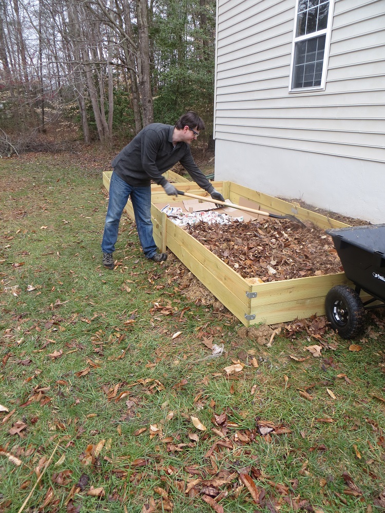 Adding leaves to raised garden beds.