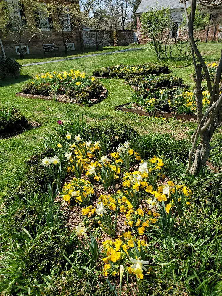 Daffodils planted in a cluster blooming in early spring.