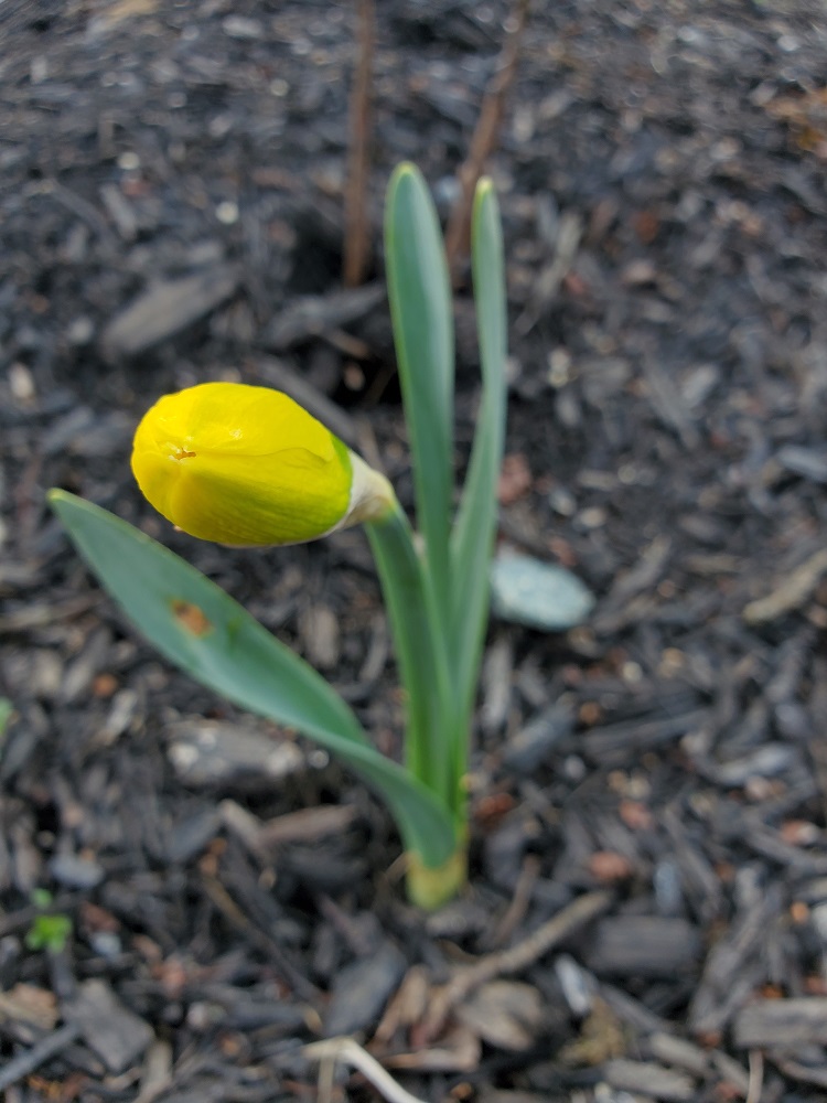 Daffodil in Early Spring blooming
