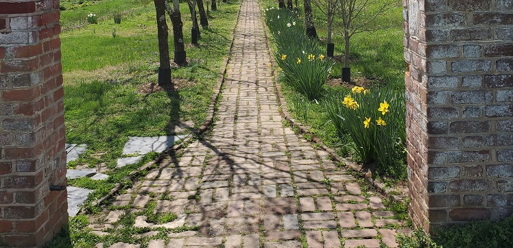 Daffodils blooming next to a brick walkway.