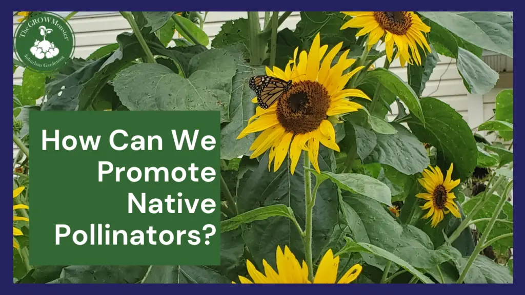 Monarch Butterfly on sunflowers to promote native pollinators.