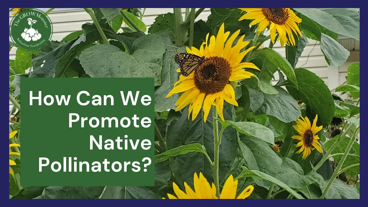 How Can We Promote Native Pollinators? The Grow Monster