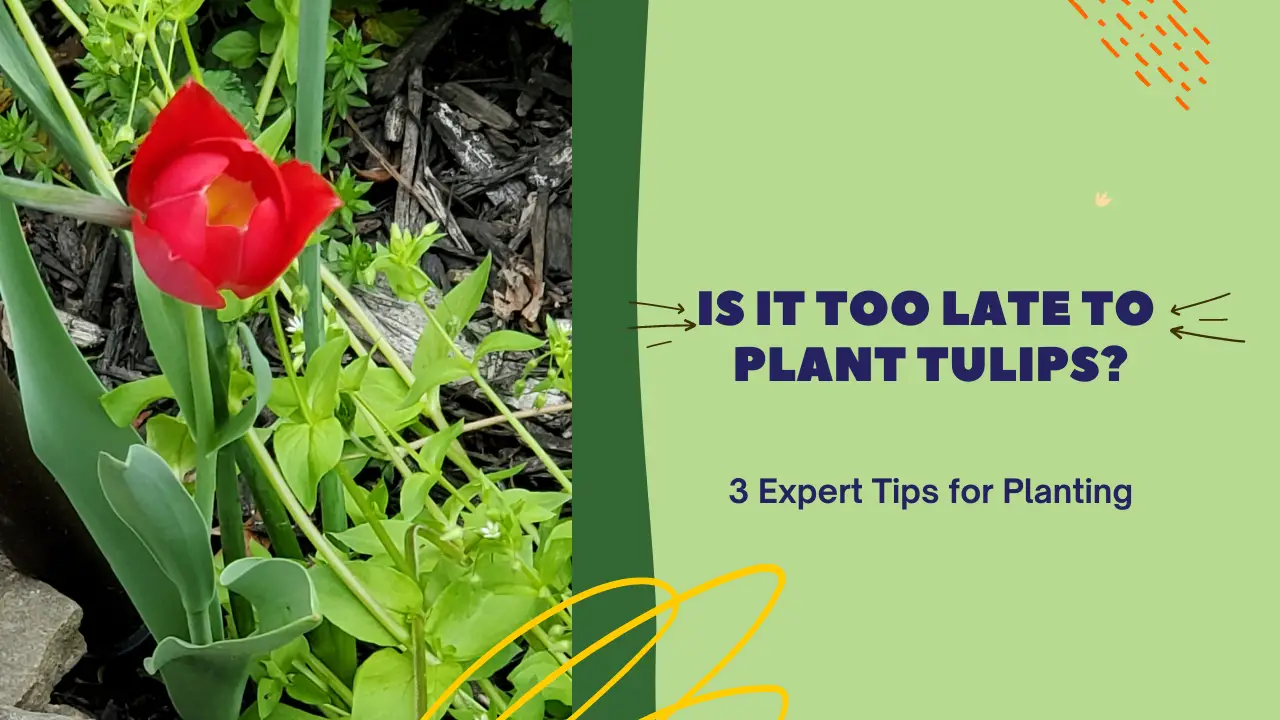 Is It Too Late to Plant Tulips 3 Expert Tips for Planting! The Grow