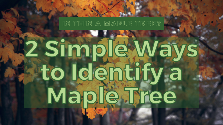 Easy Maple Tree Is This a Maple Tree? 2 Simple Ways to Identify a Maple Tree - The Grow ...