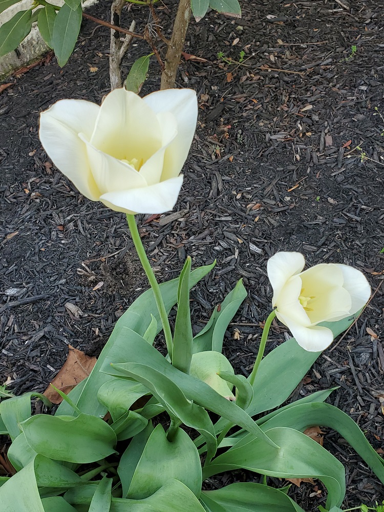 Pair of white tulips flowering.