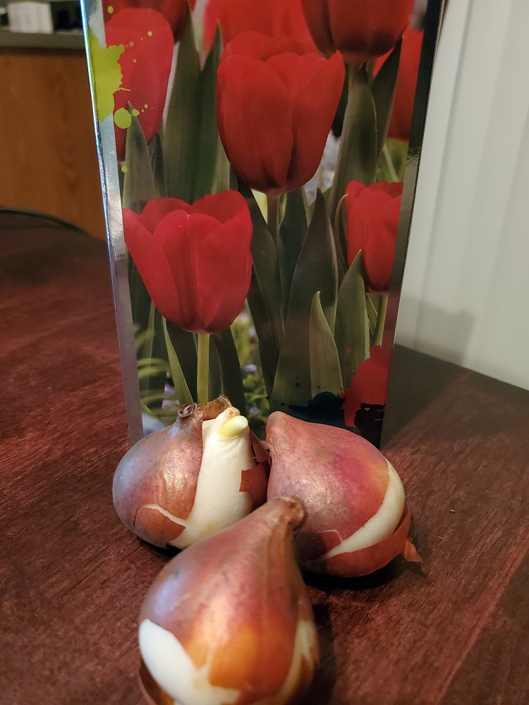Photo of tulip bulbs with box.
