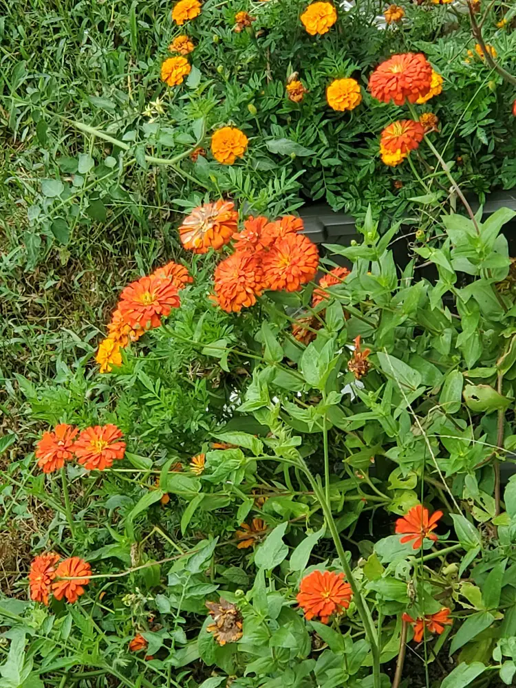 Zinnia and Marigold flowers attract native pollinators in the suburban garden.