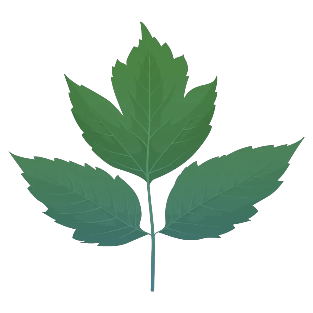 This image has an empty alt attribute; its file name is box-elder-spring-leaf-clipart-xl-1024x1024.png