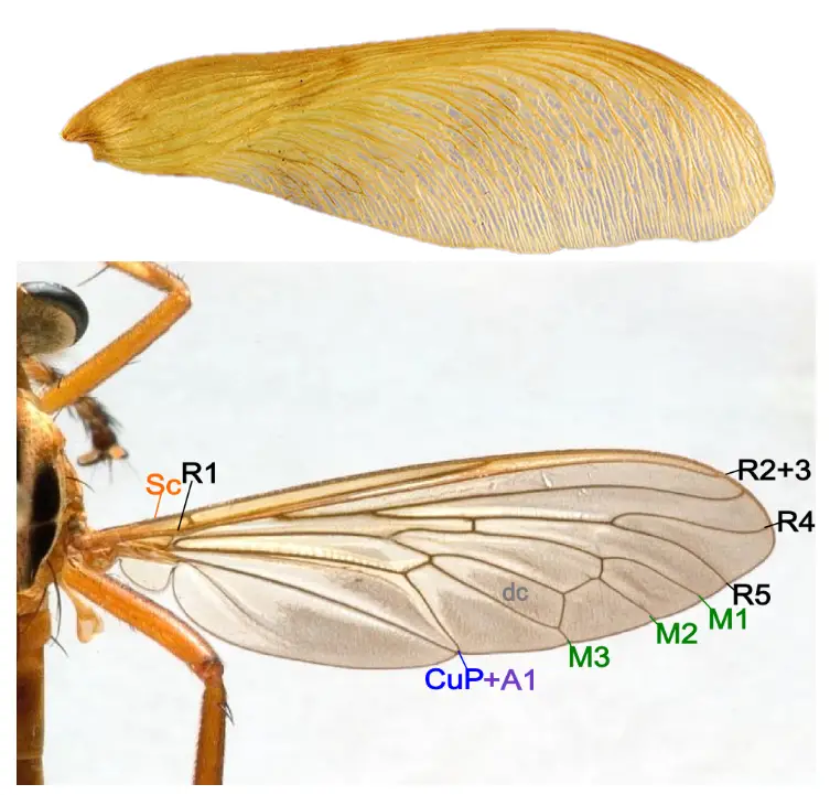 Maple seed compared to insect wing.