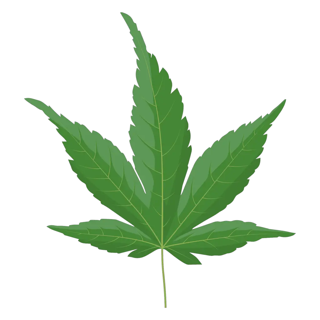 This image has an empty alt attribute; its file name is japanese-maple-green-leaf-1024x1024.png