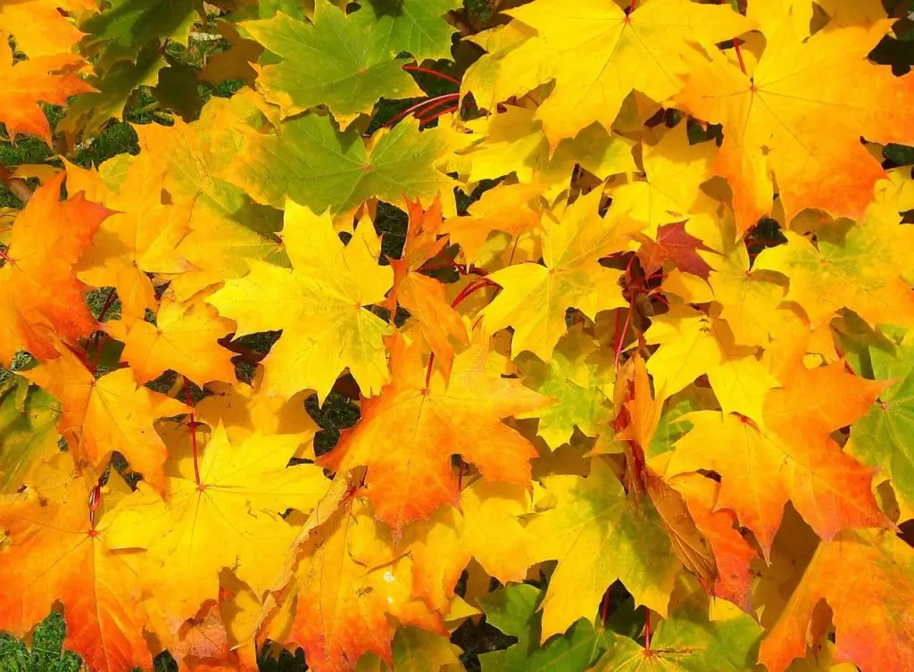 Identify a Maple tree by looking at their leaves in fall.