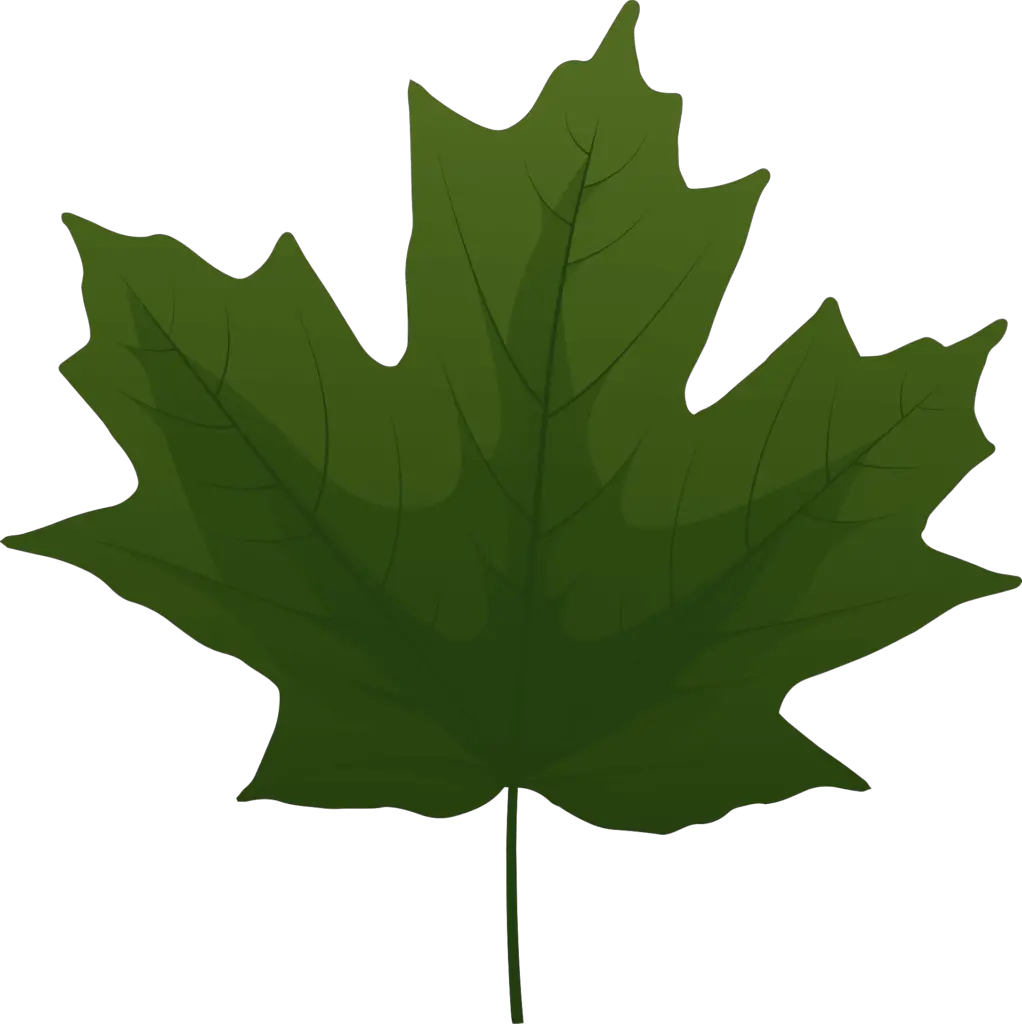 This image has an empty alt attribute; its file name is sugar-maple-green-leaf-1-1022x1024.png