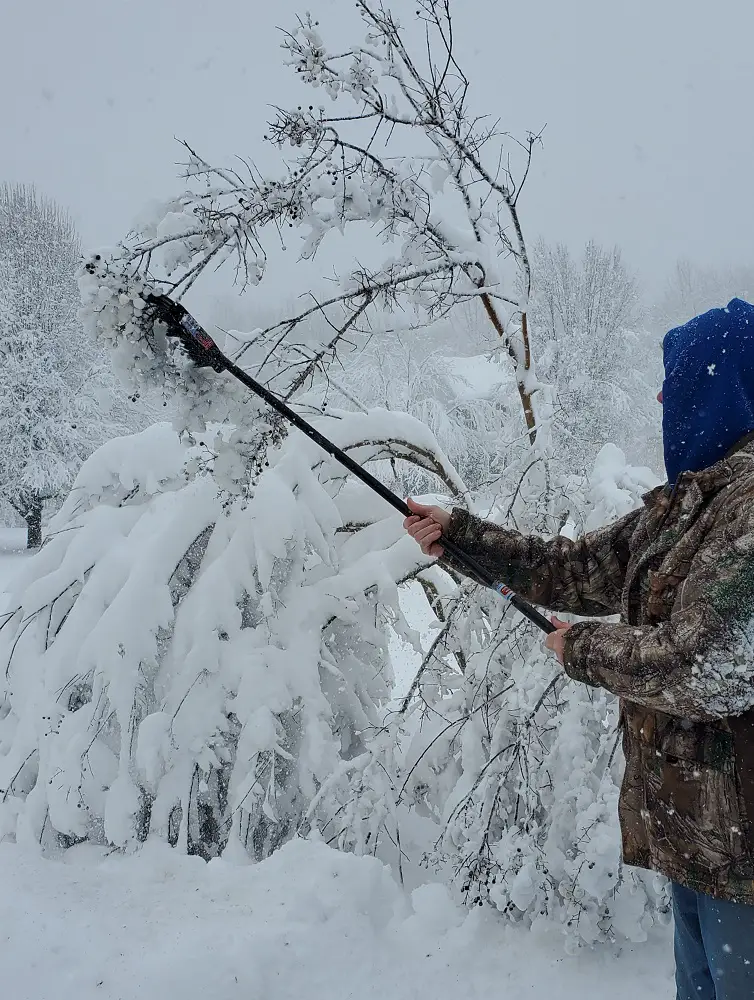 Brushing snow off Crape Myrtle with a broom.